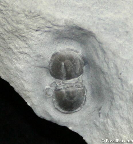 / Inch Agnostid Trilobite, McKay Group, BC #1245